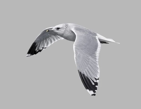 Uccello del gabbiano in volo. — Foto Stock