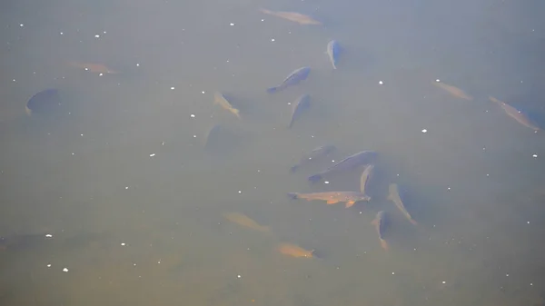 池塘的污染与鱼. — 图库照片