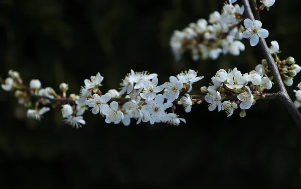 Rama Árboles Con Flores Ciruela Silvestre Blanca —  Fotos de Stock