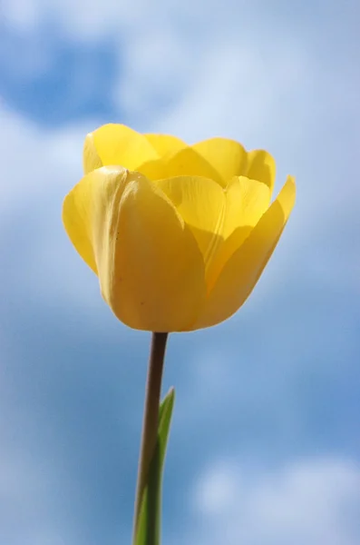 Flor Uma Fábrica Aberta Uma Tulipa Amarela — Fotografia de Stock