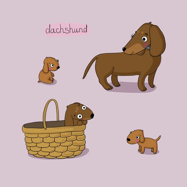 Conjunto de ilustração bonito dachshund em diferentes poses . — Vetor de Stock