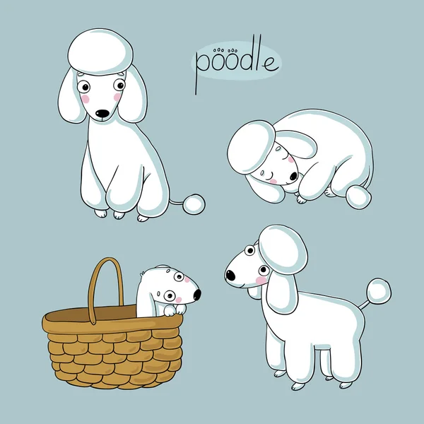 Conjunto de lindo poodle ilustración en diferentes poses . — Vector de stock