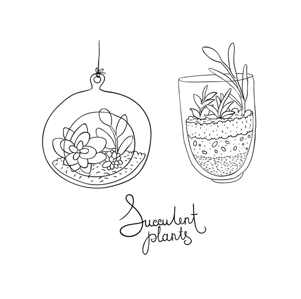 Vector glazen terrariums met vetplanten set. — Stockvector