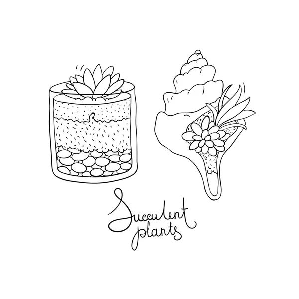 Vector glass terrariums and the seashell with succulents set. — Stock Vector