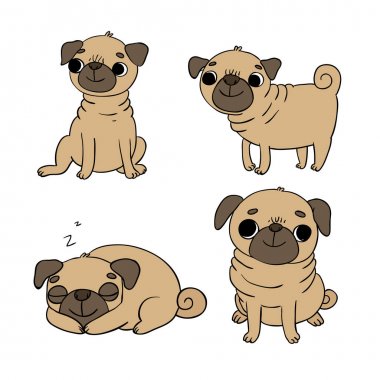 Şirin Pugs. Köpekler.