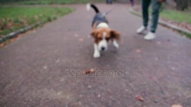 Köpek beagle kamera için çalıştırmak ve onun burnunu çekmek 