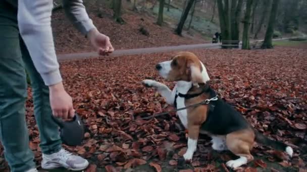 男は彼の犬に服従のビーグル スナックをフィードします 公園でトレーニング犬 — ストック動画