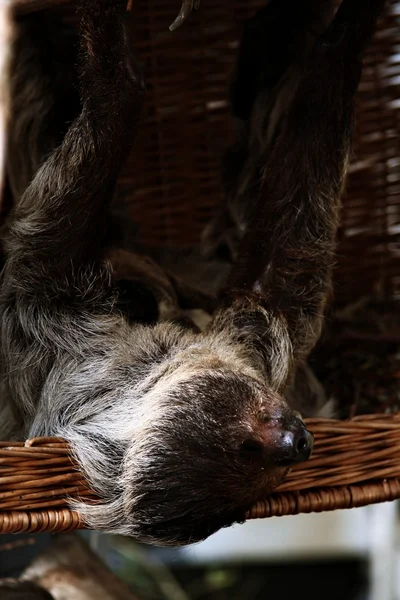 Mignon paresseux dormir à l'envers — Photo