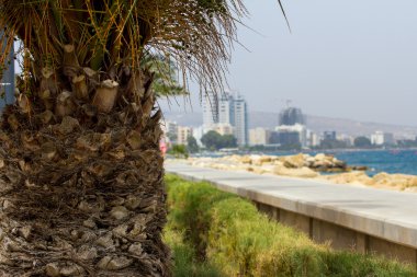 Palm, deniz ve binalar ile manzara