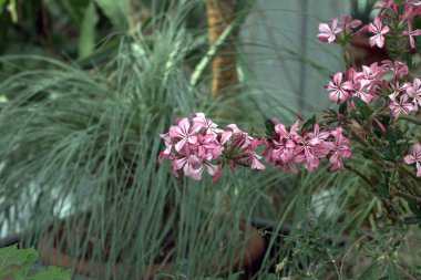 Sera içinde çiçek açan çiçek