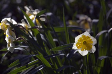 Bahçede çiçek açan