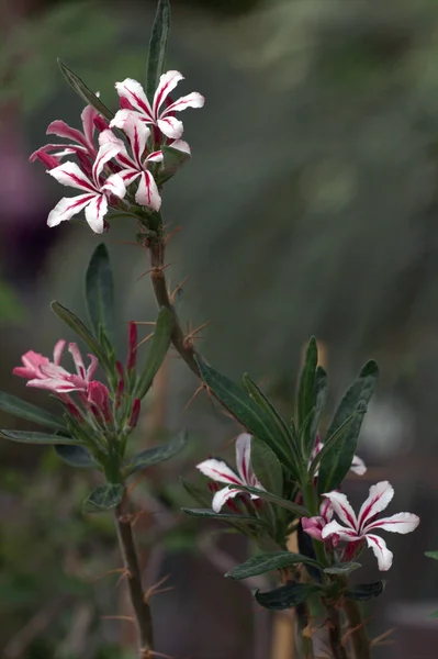 Flor en flor en el invernadero — Foto de Stock