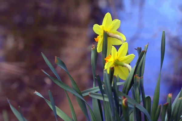 Kvetoucí Květina Narcis Zahradě — Stock fotografie