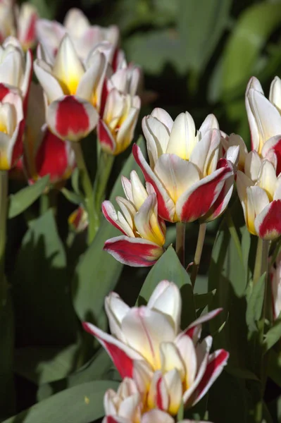 Цветущие Цветы Тюльпана Саду — стоковое фото