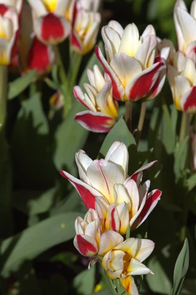 Квітучі Квіти Тюльпанів Саду — стокове фото