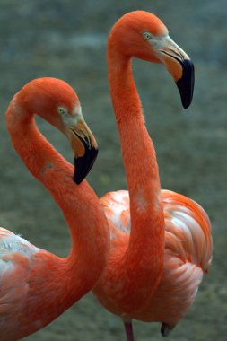 Parkta gölet üzerinde kırmızı ve pembe flamingolar