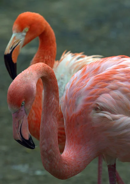 Pink Red Flamingos Pond Park — Stock Photo, Image