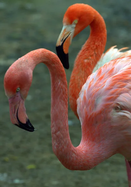 Rosa Och Röda Flamingos Dammen Parken — Stockfoto