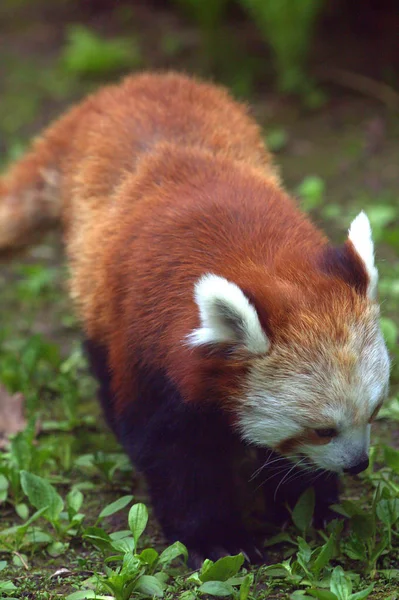 Panda in search of food — Stock Photo, Image