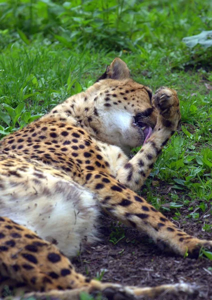 Gepard Der Park Liegt Wäscht Sich — Stockfoto