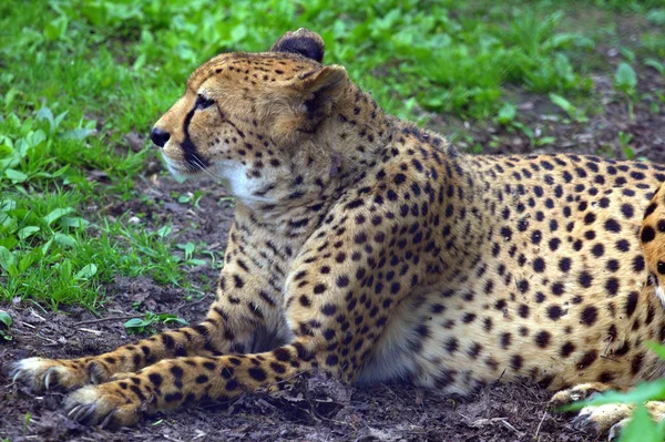 Cheetah odpoczynku w parku — Zdjęcie stockowe