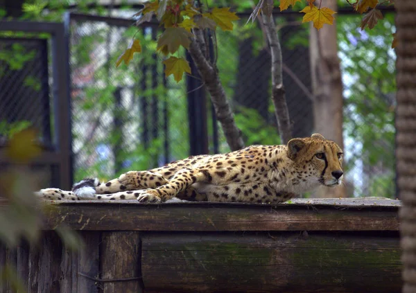 Resting cheetah in the park — Stock Photo, Image