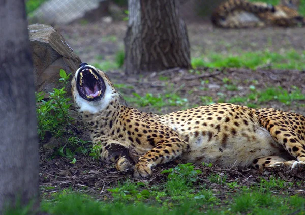 Cheetah no parque bocejos — Fotografia de Stock