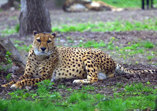 Cheetah odpoczynku w parku — Zdjęcie stockowe