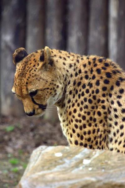 Sentado Cheetah no parque — Fotografia de Stock