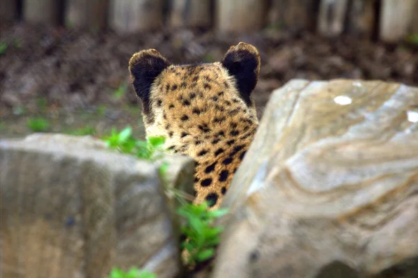 Beristirahat Cheetah Tergeletak Taman — Stok Foto