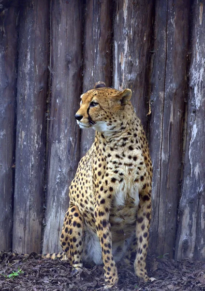 Sentado Cheetah no parque — Fotografia de Stock
