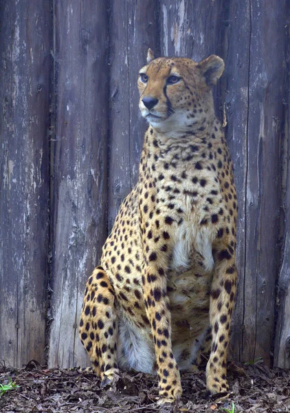 Ładny Cheetah Siedzi Parku — Zdjęcie stockowe