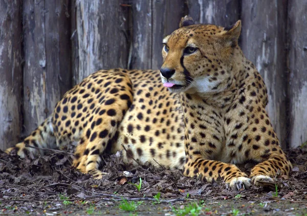 Spoczynku Cheetah Leżące Parku — Zdjęcie stockowe