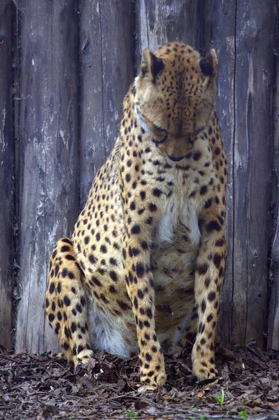 Sentado Cheetah no parque — Fotografia de Stock