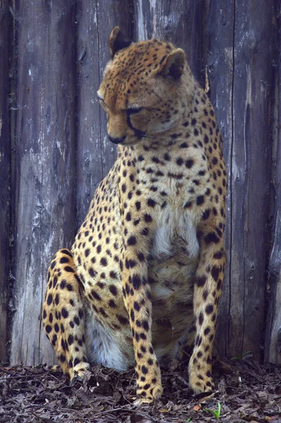 Sentado Cheetah no parque — Fotografia de Stock