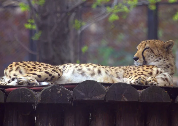 Guépard Repos Couché Dans Parc — Photo