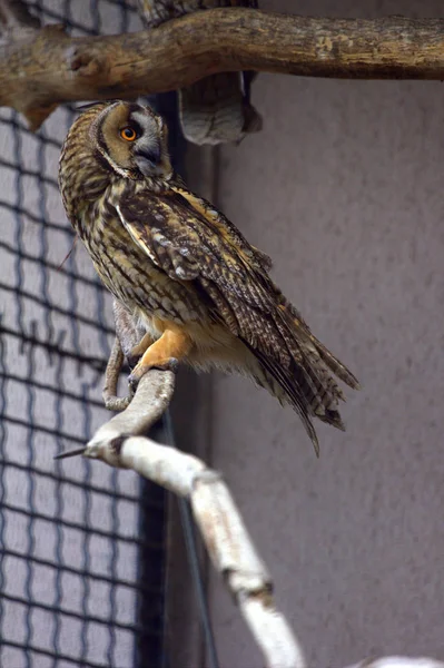 Long-eared owl on a branch — Stock Photo, Image