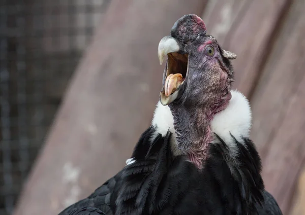Fullface and condor bağırma — Stok fotoğraf