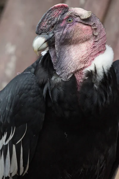 And condor başkanı — Stok fotoğraf