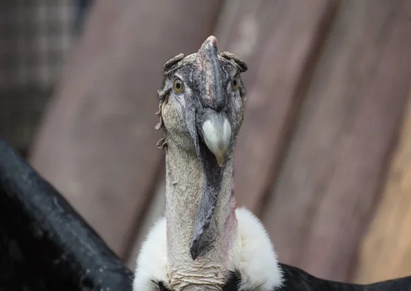 Hlava Andského condor — Stock fotografie