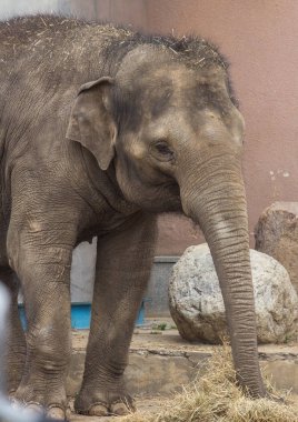 Asya fili bebek gülümsüyor