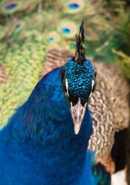 fullface tavus kuşu erkek