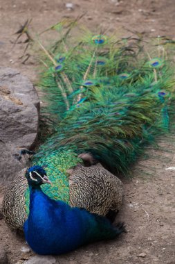 Tavus kuşu erkek yol üzerinde