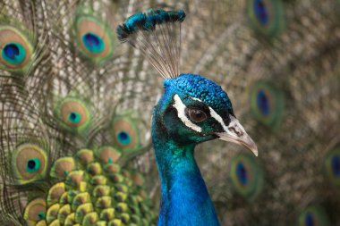 erkek tavuskuşu ve güzel kuyruğunu
