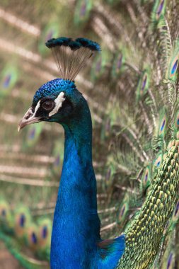 Tavuskuşu parkta erkek