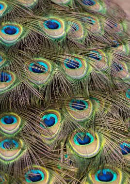 Tavus kuşu Kuyruk tüyleri