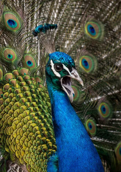 Macho de pavão no parque — Fotografia de Stock