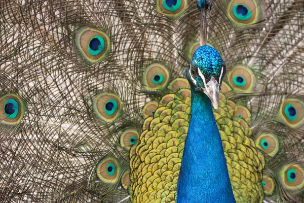 Hane Peacock Och Dess Vackra Svans — Stockfoto