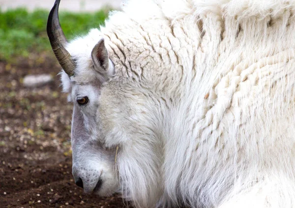 Capra di montagna sulla roccia — Foto Stock