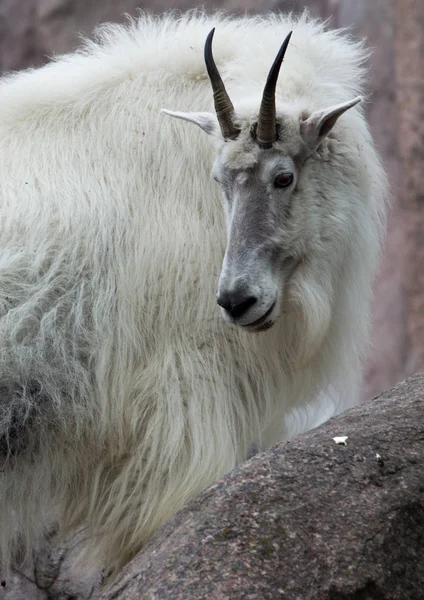 Гірська коза на скелі — стокове фото